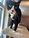 adoptable Cat in , SC named Justin