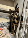 adoptable Cat in Hilton Head Island, SC named Evelyn