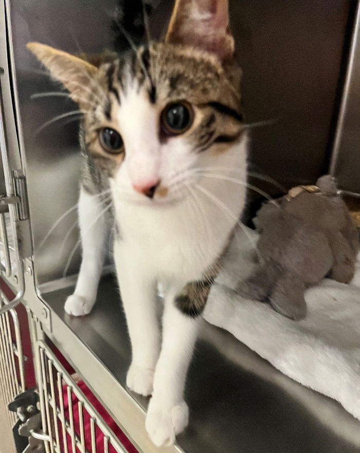 adoptable Cat in Hilton Head Island, SC named Mole