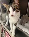 adoptable Cat in , SC named Mole