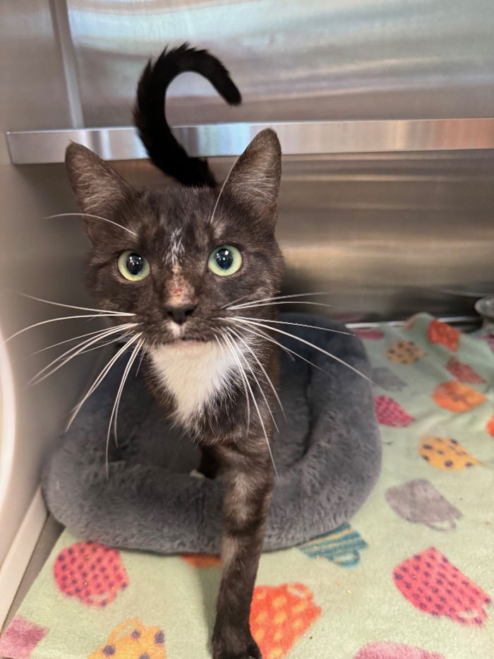 adoptable Cat in Hilton Head Island, SC named Asher