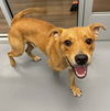 adoptable Dog in , SC named Pistachio