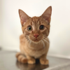 adoptable Cat in , SC named Garfield