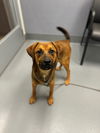 adoptable Dog in  named Lil Roy