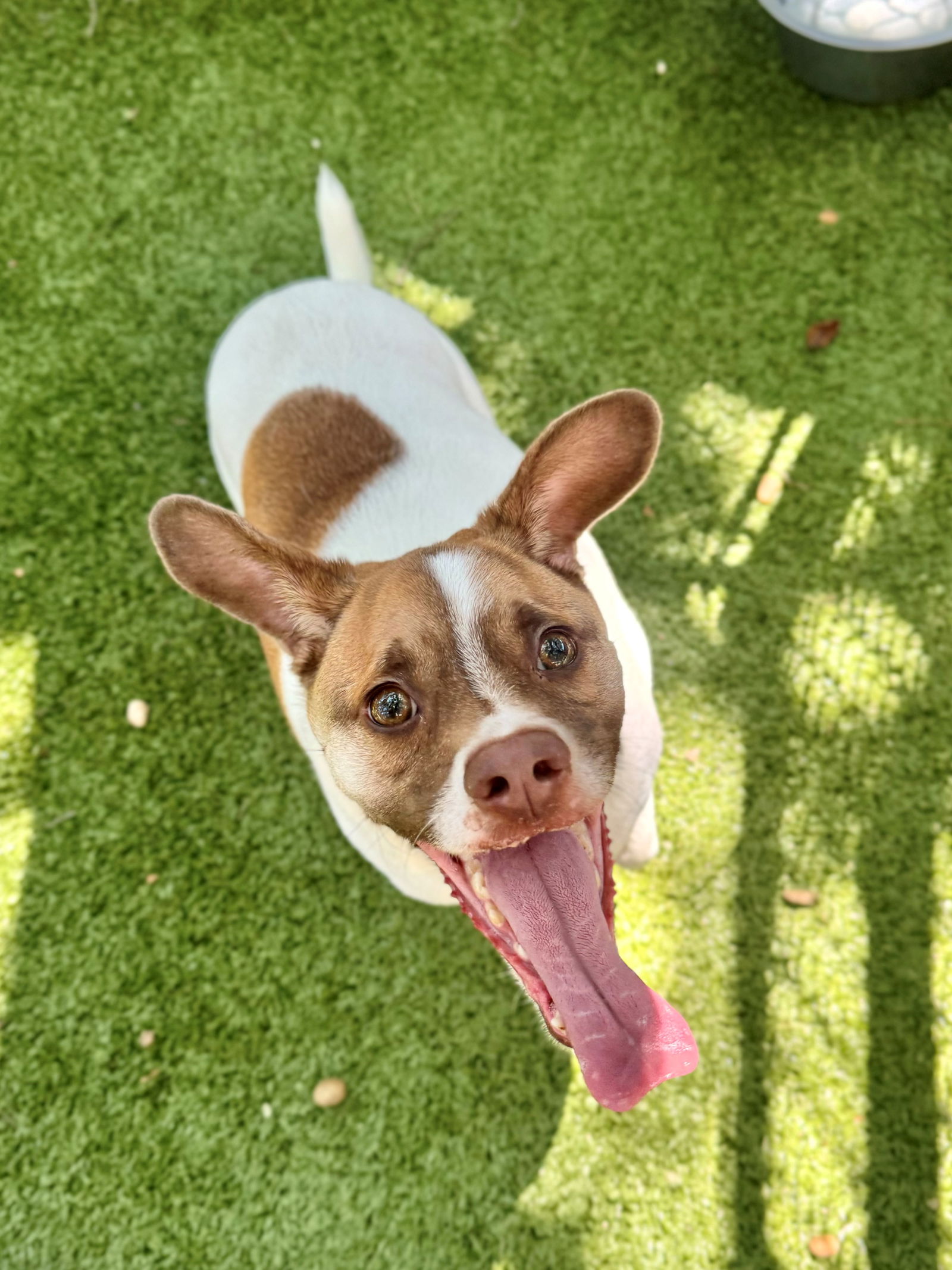 adoptable Dog in Hilton Head Island, SC named Meade