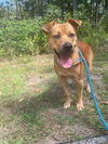 adoptable Dog in  named Tobias