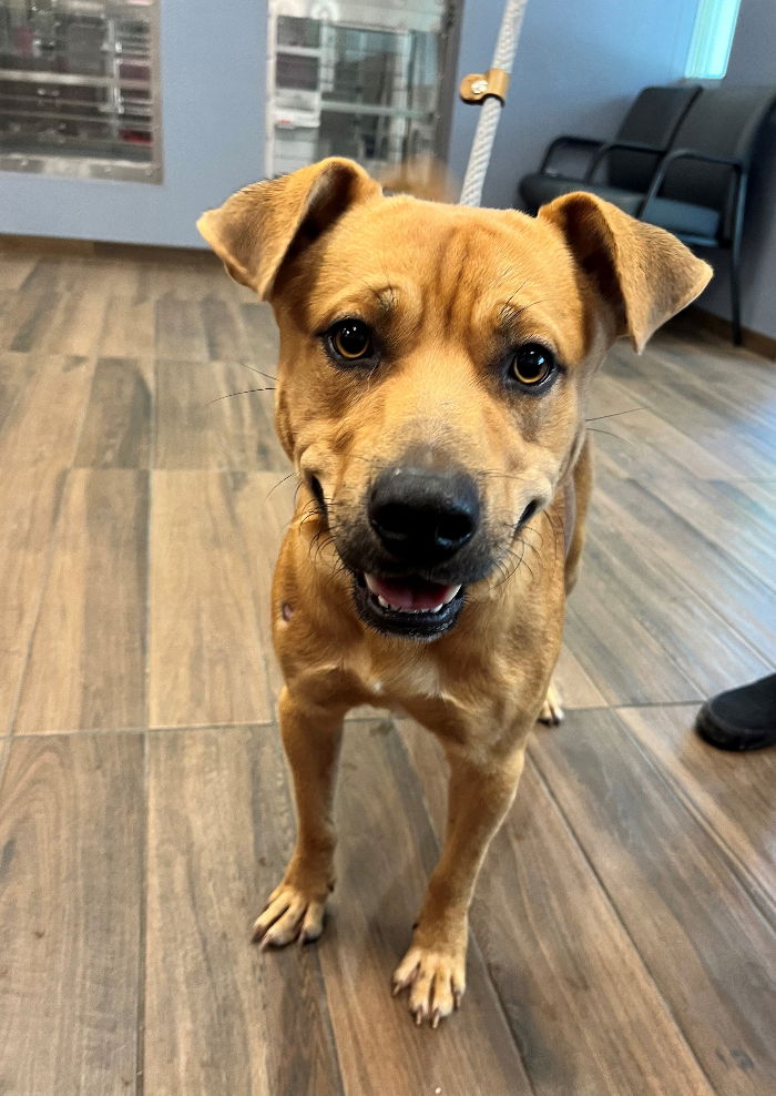 adoptable Dog in Hilton Head Island, SC named Tobias