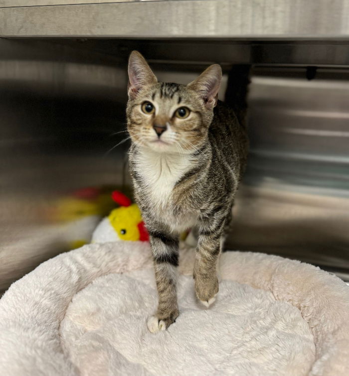 adoptable Cat in Hilton Head Island, SC named Engineer