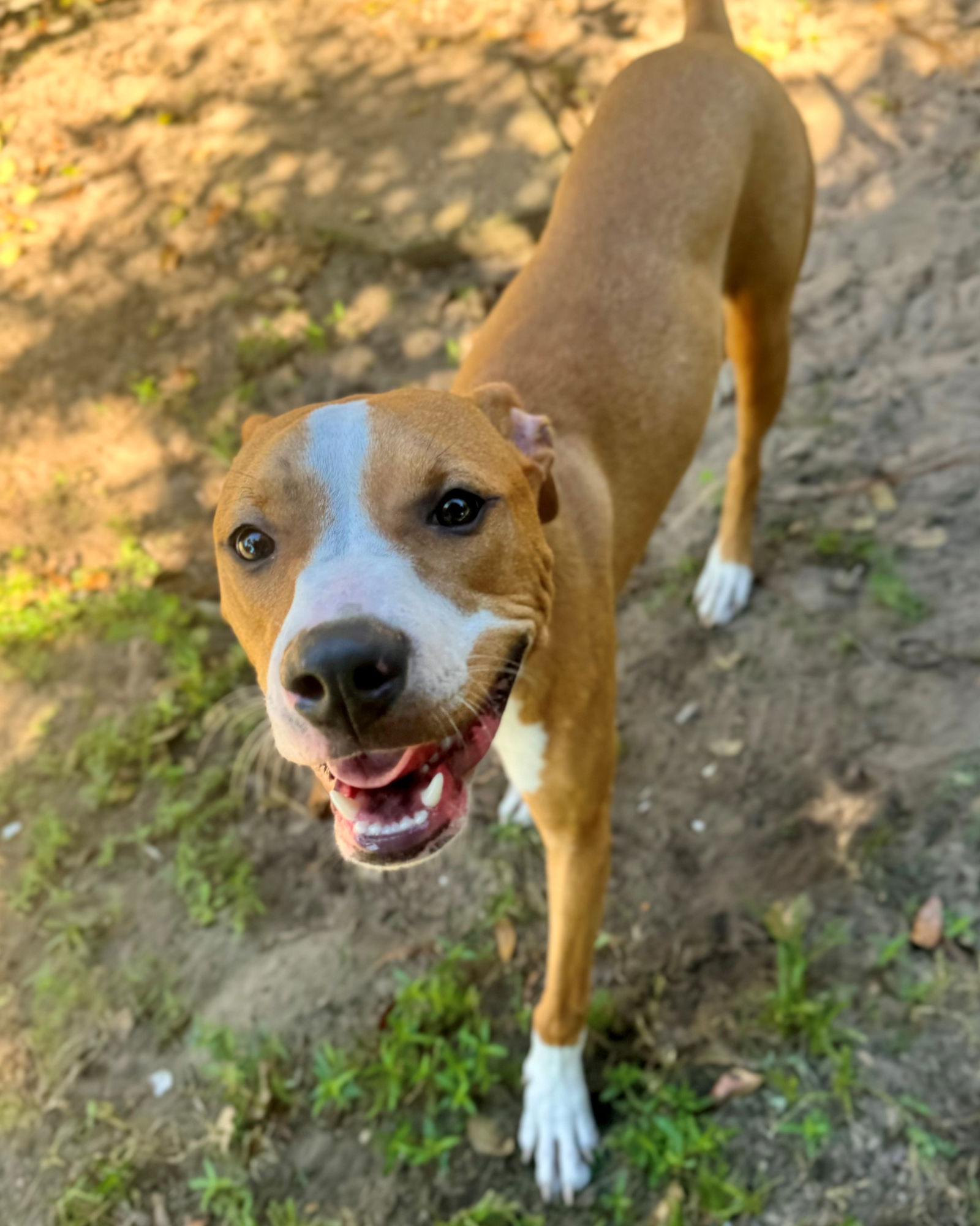 adoptable Dog in Hilton Head Island, SC named Popcorn