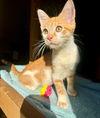 adoptable Cat in , SC named Spider Monkey