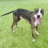 adoptable Dog in , SC named Dax