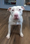 adoptable Dog in , SC named Casper