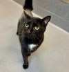 adoptable Cat in , SC named Forest