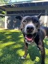adoptable Dog in  named Toby