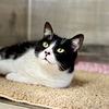 adoptable Cat in , SC named Ontario
