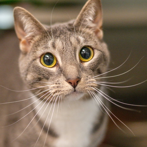 Lydia, Adult Domestic Short Hair (short coat), cat for adoption in Hilton Head Island, South Carolina