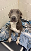 adoptable Dog in  named Twinkle