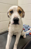 adoptable Dog in  named Patches