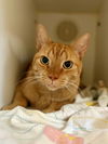 adoptable Cat in , SC named Rusty