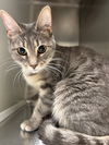 adoptable Cat in , SC named Judy