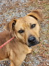 adoptable Dog in  named Ricky