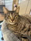 adoptable Cat in , SC named Dalton
