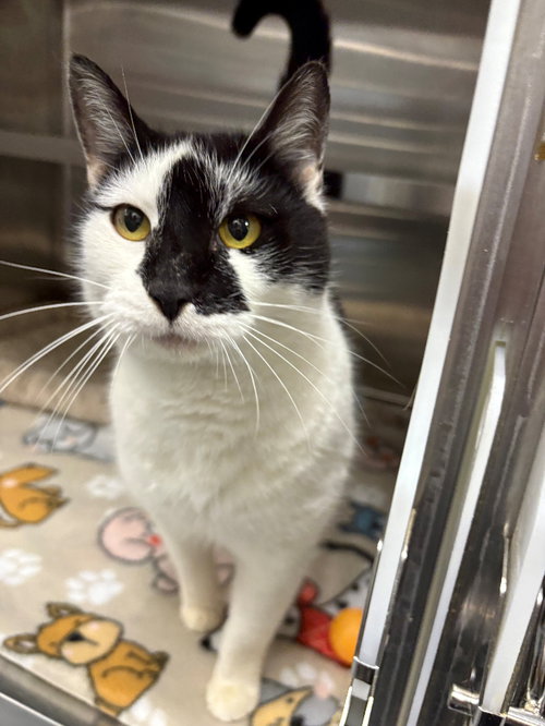 picture of the cat needing adoption