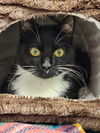 adoptable Cat in , SC named Ryder