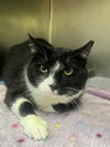 adoptable Cat in  named Felt