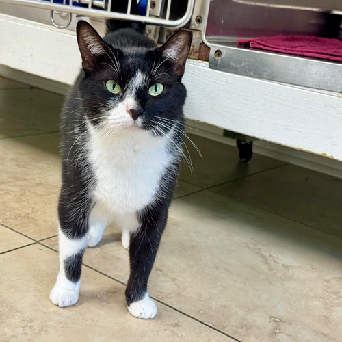 FELT - American Shorthair available for adoption