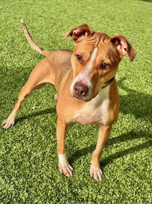 BRUNSWICK - Terrier available for adoption
