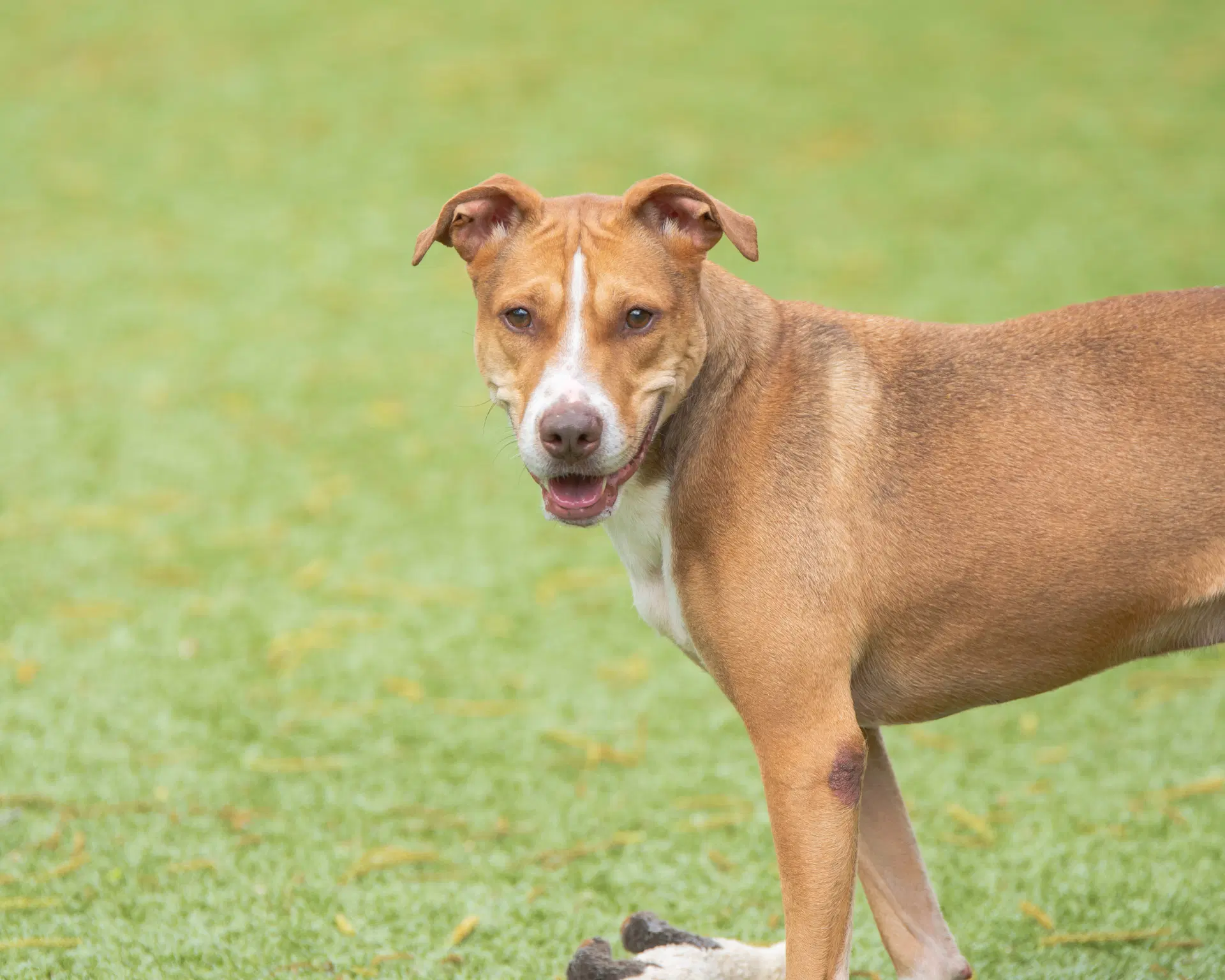 Brunswick - Terrier