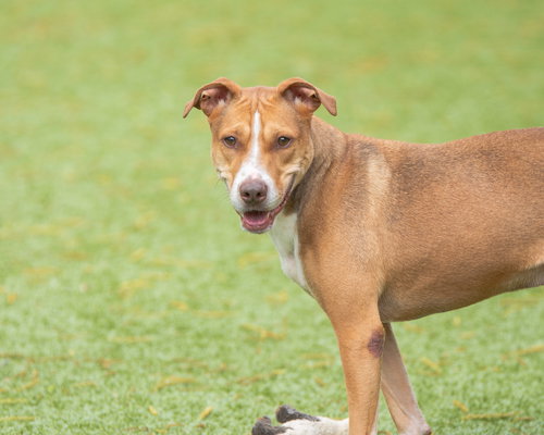 picture of the dog needing adoption