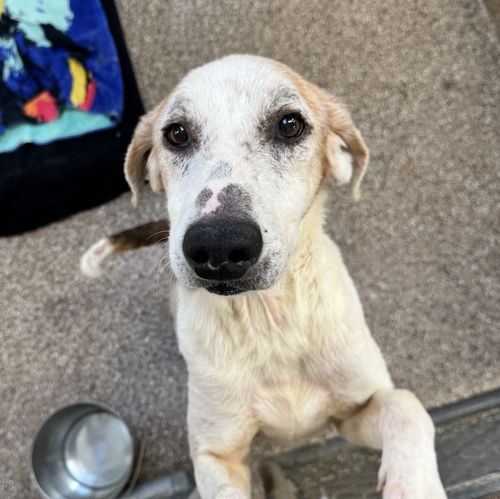picture of the dog needing adoption