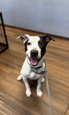 adoptable Dog in  named Wallen