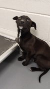 adoptable Dog in , SC named Lefou