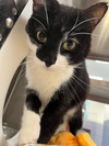 adoptable Cat in , SC named Pan Pan