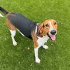 adoptable Dog in  named Cardinal