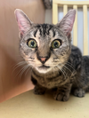 adoptable Cat in Hilton Head Island, SC named Cady