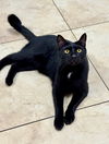 adoptable Cat in Hilton Head Island, SC named Panther
