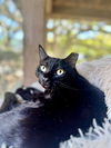 adoptable Cat in Hilton Head Island, SC named Sandpiper