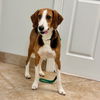 adoptable Dog in  named Celeste