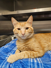 adoptable Cat in Hilton Head Island, SC named Geralt