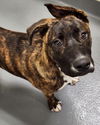 adoptable Dog in Hilton Head Island, SC named Jazz