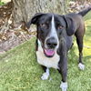 adoptable Dog in Hilton Head Island, SC named Domino
