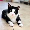 adoptable Cat in Hilton Head Island, SC named Ham