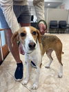 adoptable Dog in  named Beautiful