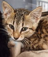 adoptable Cat in Hilton Head Island, SC named Leigh