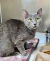 adoptable Cat in Hilton Head Island, SC named Haze