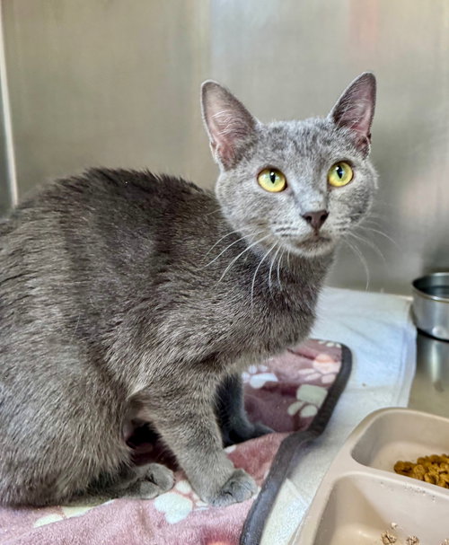 picture of the cat needing adoption